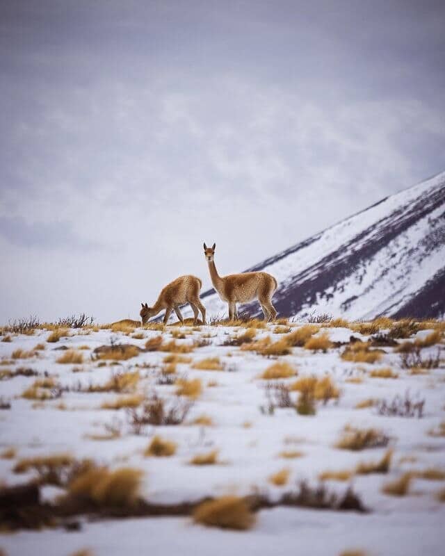 yerkobustillos la imagen puede contener dos alpacas en un paisaje con nieve