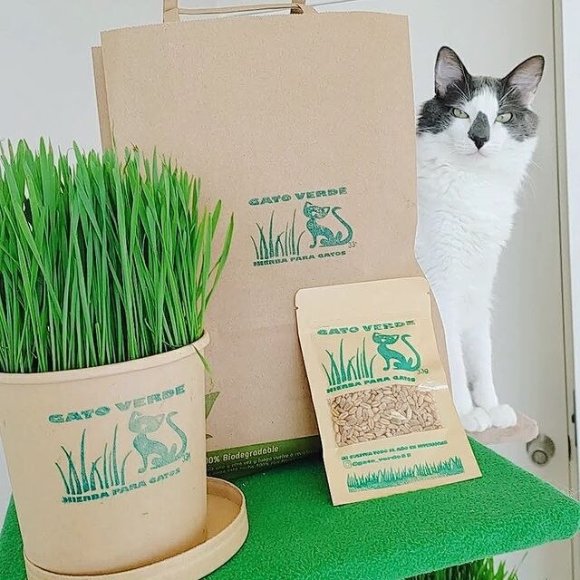 la imagen puede contener productos de gato verde y un gato
