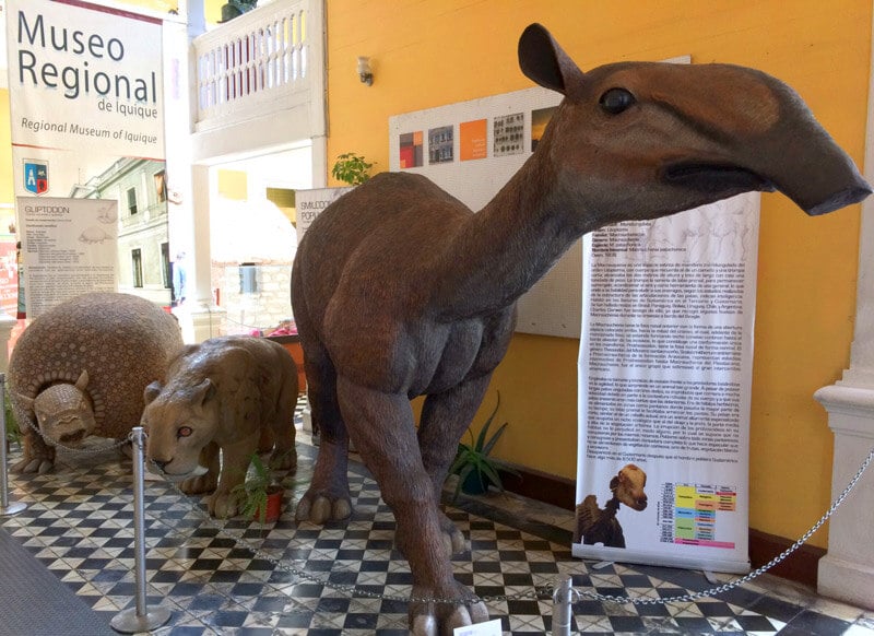 museo regional de iquique, la imagen puede contener diversos animales