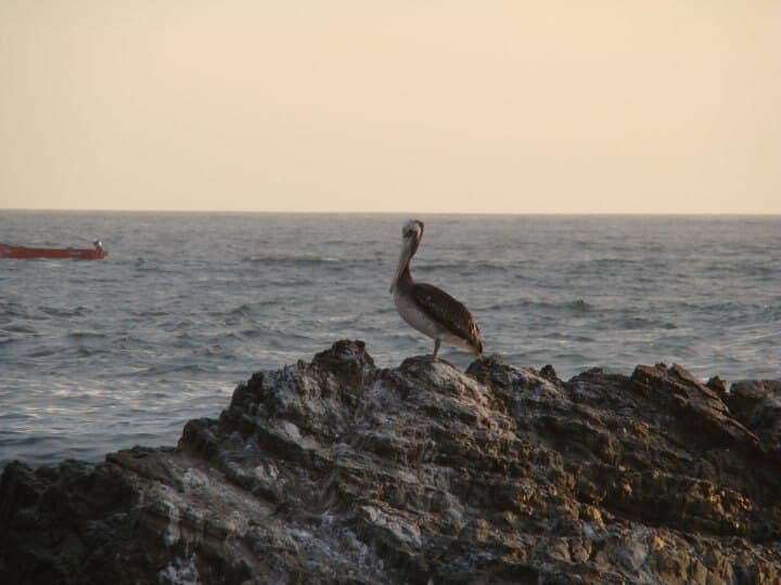 la imagen puede contener un pelicano