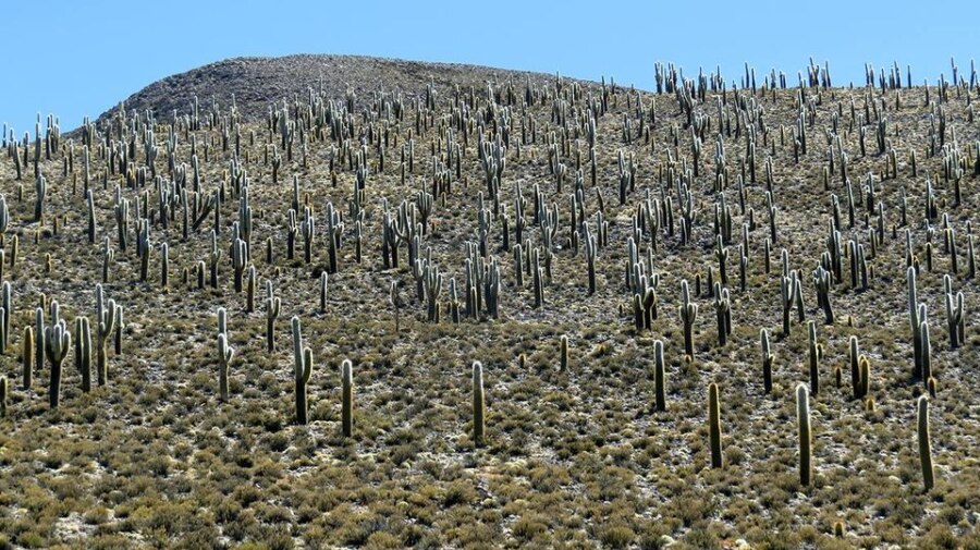 cactus gigantes comuna de colchane
