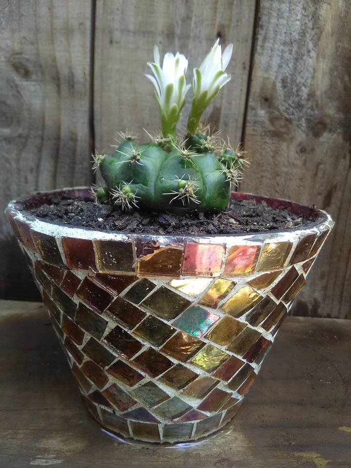 Cactaria-Gio-la-imagen-puede-contener-un-cactus