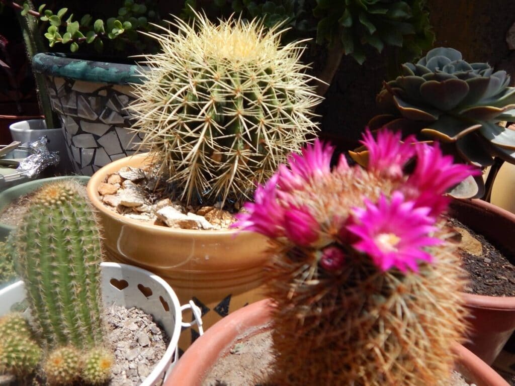 Cactaria-Gio-la-imagen-puede-contener-un-cactus02